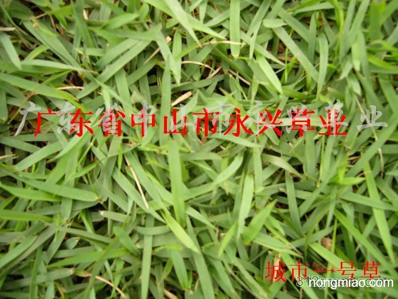 供应城市草,大叶油草|马尼拉草图片及-广东省