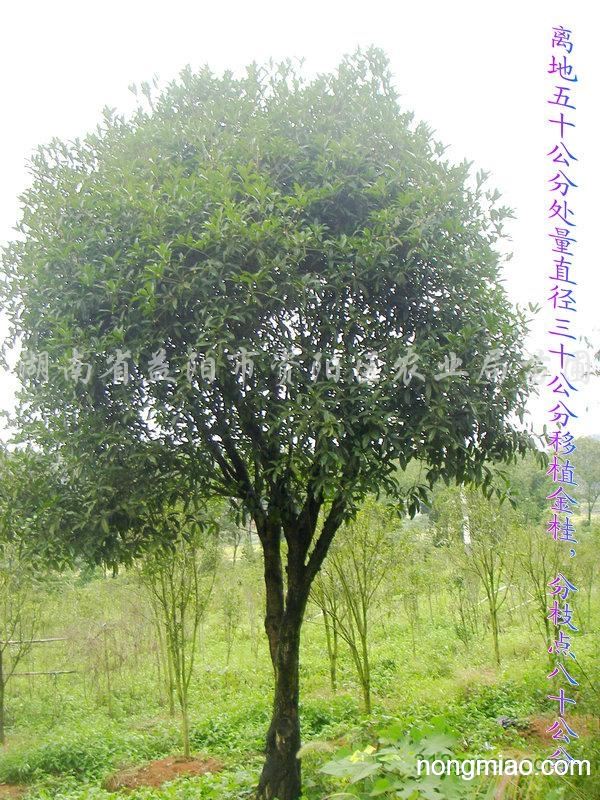 大香樟移植技术,大香樟移植技术要求