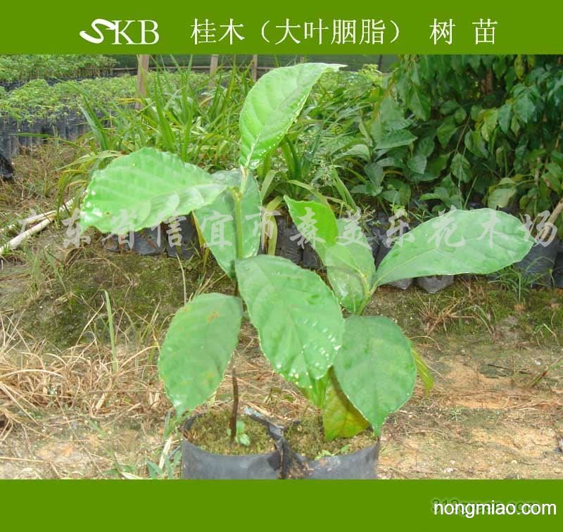 供应桂木苗,桂木树苗
