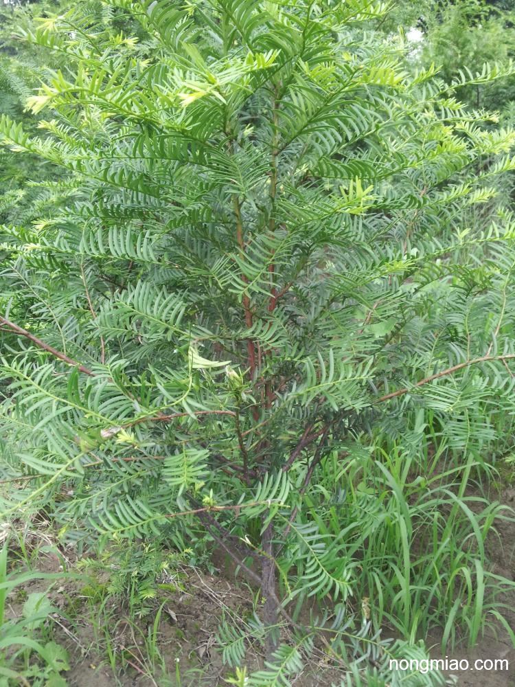 供应红豆杉苗木