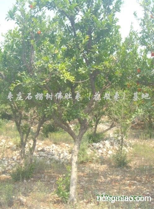 花石榴 花石榴 供应石榴树