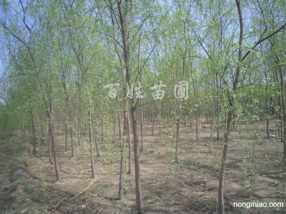 供应垂柳,嫁接垂柳