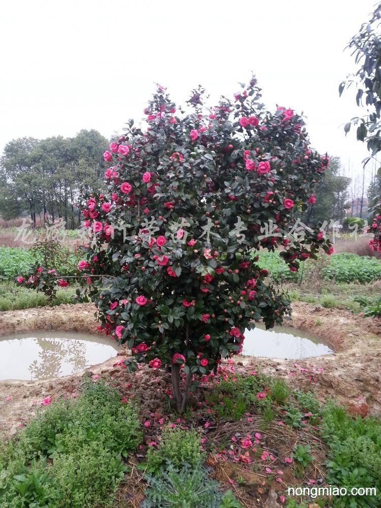 供应茶花|茶花图片及价格-龙游刘竹荣苗木专业合作社