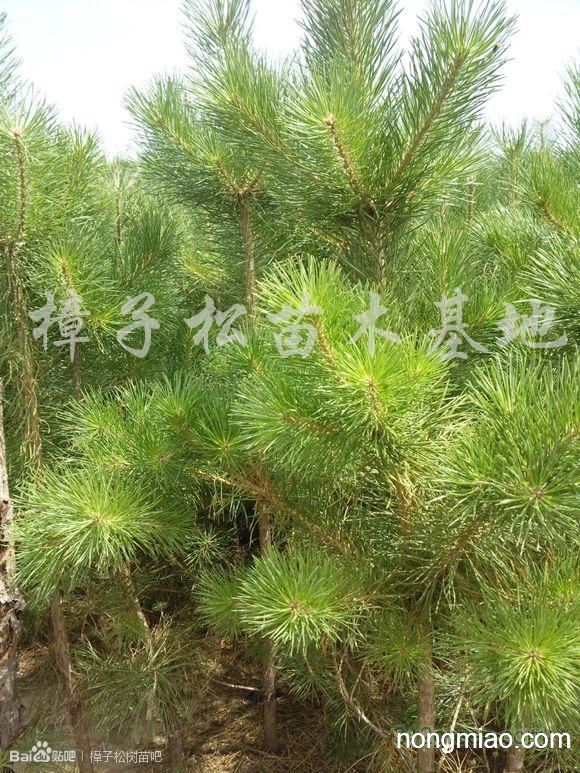 供应樟子松树苗
