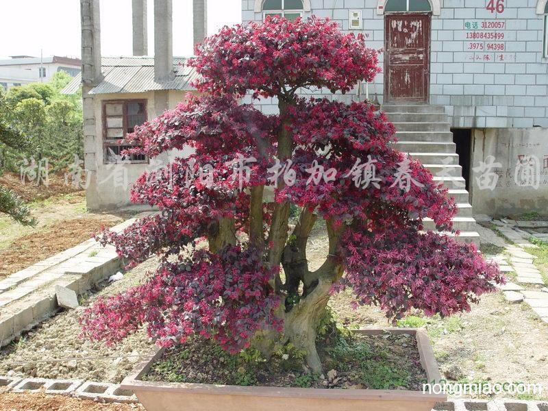 供应红花继木古桩,红花继木盆景,红花继木球