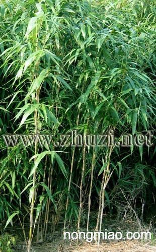 供应长叶竹,大明竹,苦竹,筇竹,矢竹|竹类图片及价格