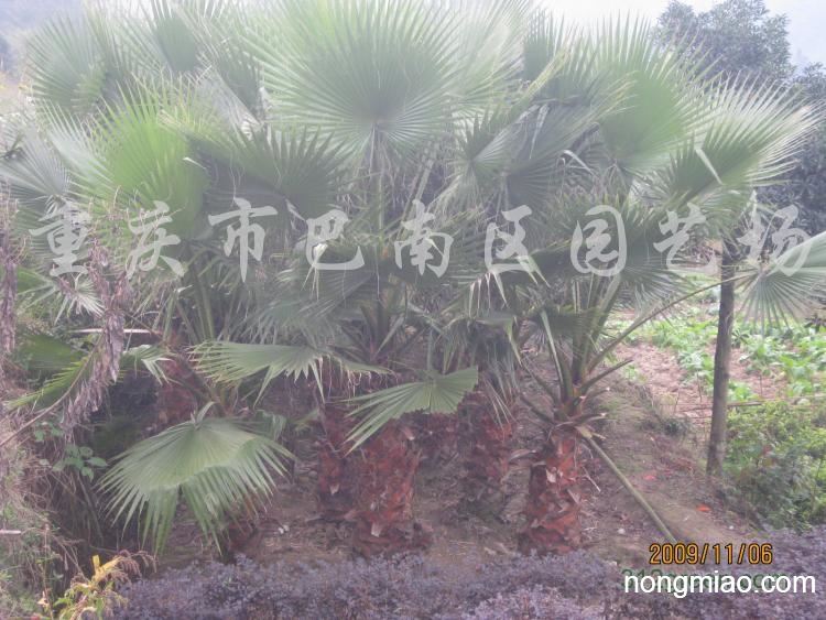 供应铁扇棕榈