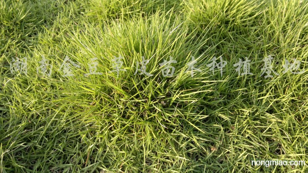 供应马尼拉草|马尼拉草图片及-湖南金豆草皮苗木