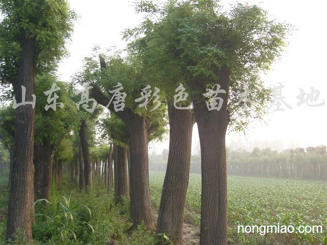 供应国槐