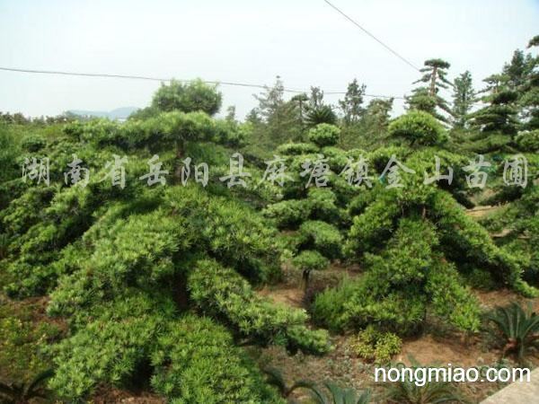 是国内罗汉松种植面积更大