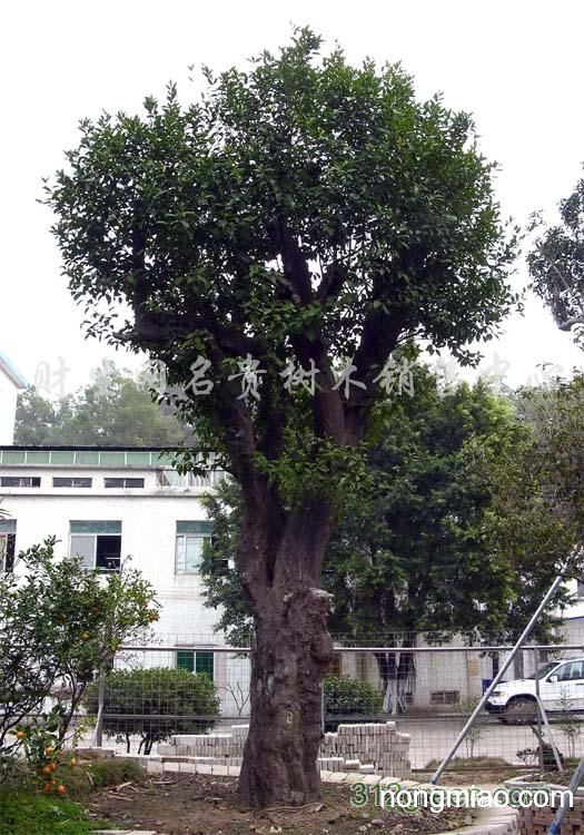 供应大型山桔等名贵品种园庭树木