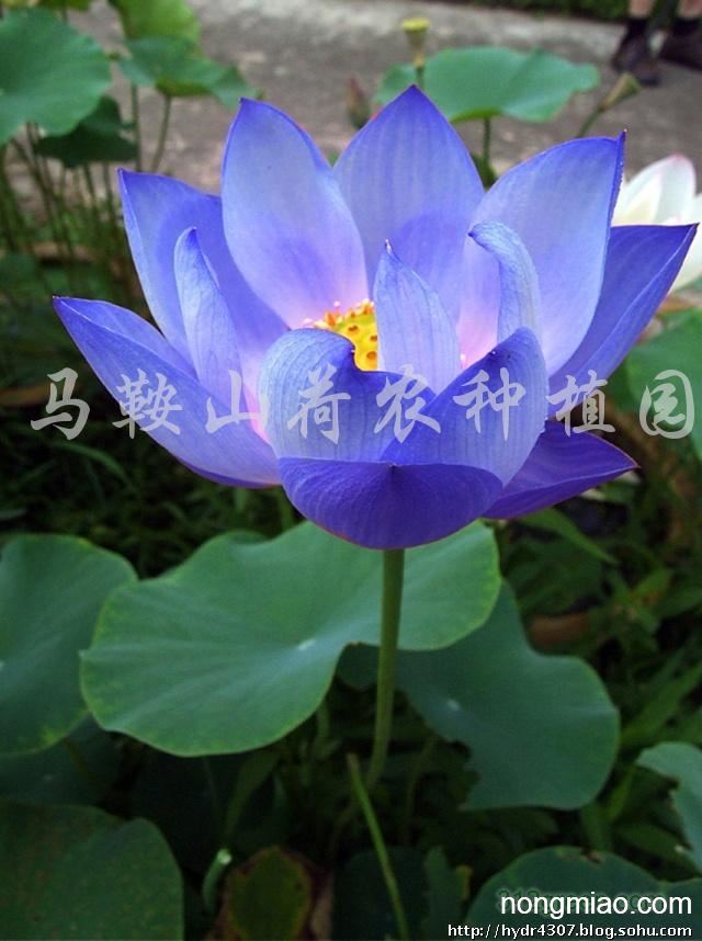 供应蓝色荷花种苗