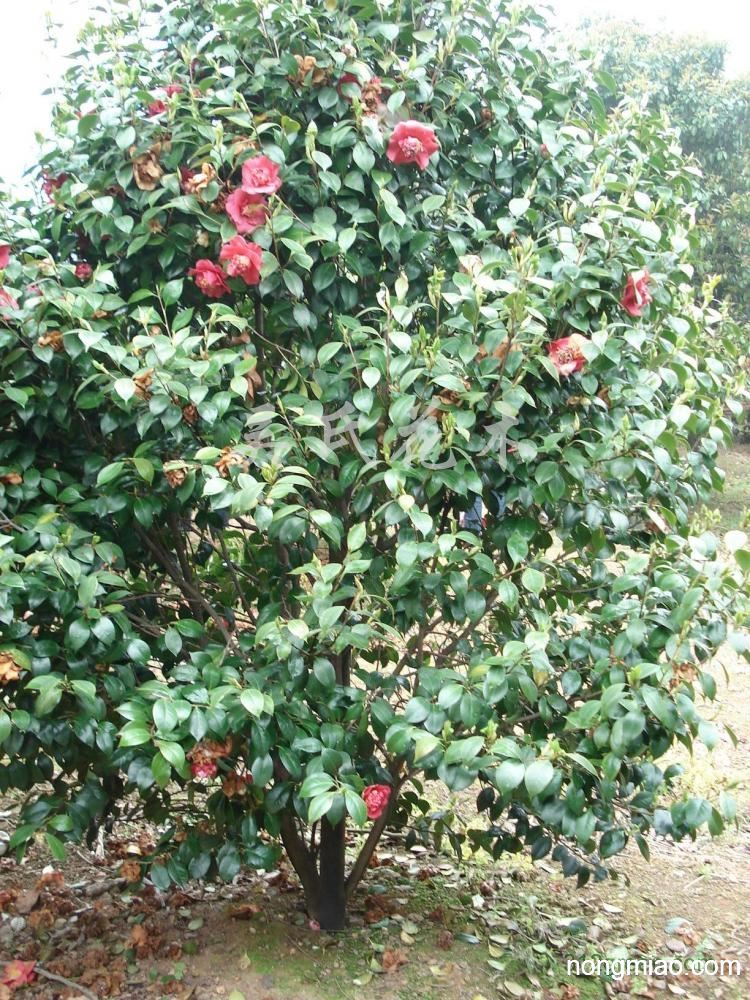 供应茶花|茶花图片及价格-吴氏花木