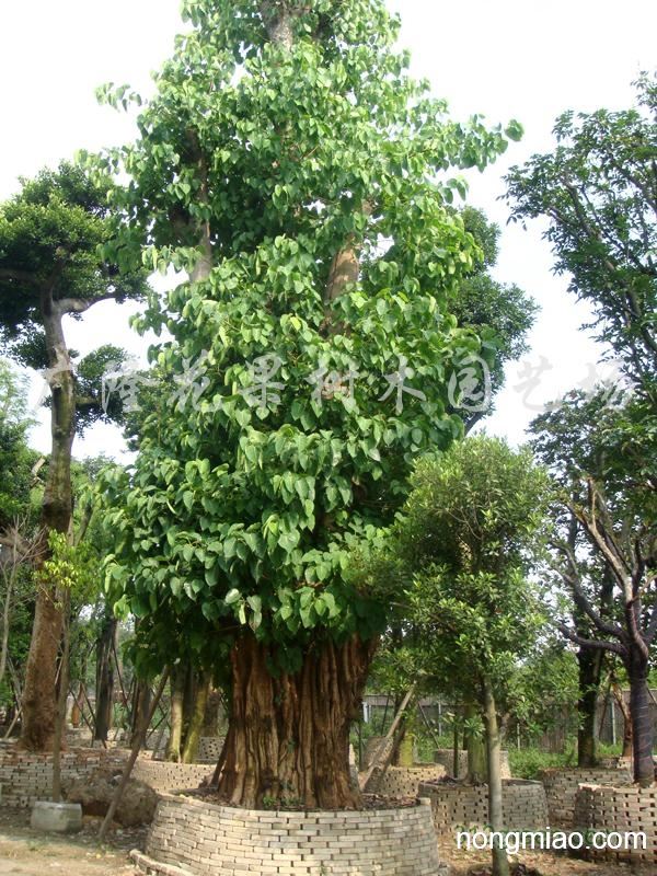 菩提树图片欣赏 静静地观想