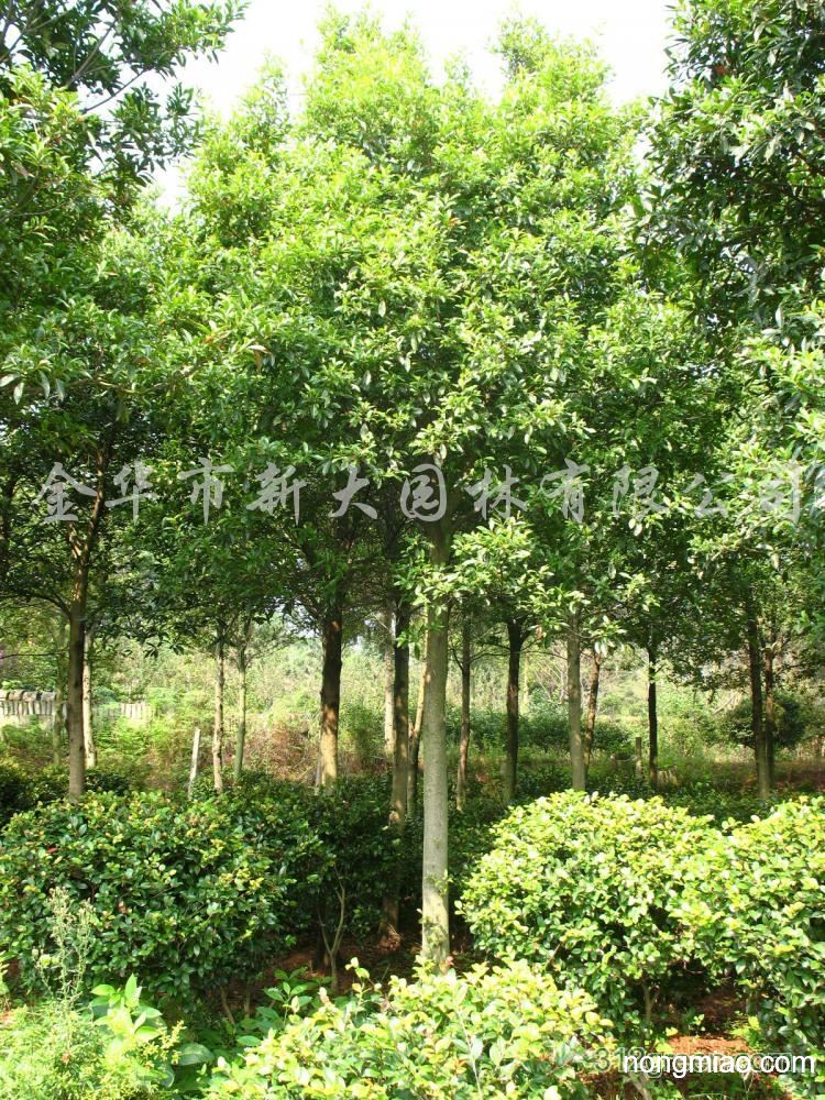 供应移栽全冠杜英胸径8-12cm