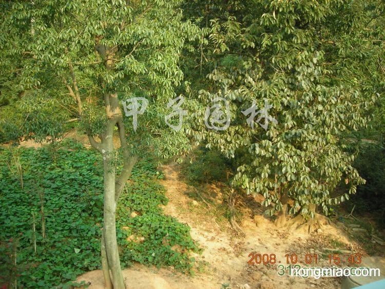 出售青桶树