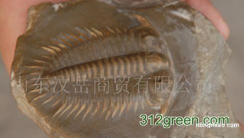 供应山东三叶虫化石