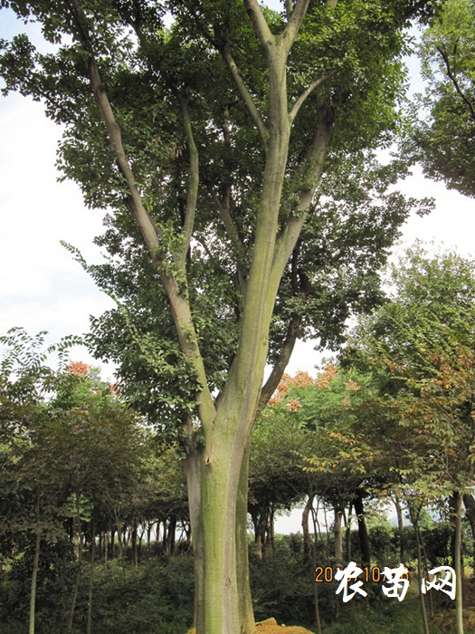 供应珊瑚朴 Φ10-19cm