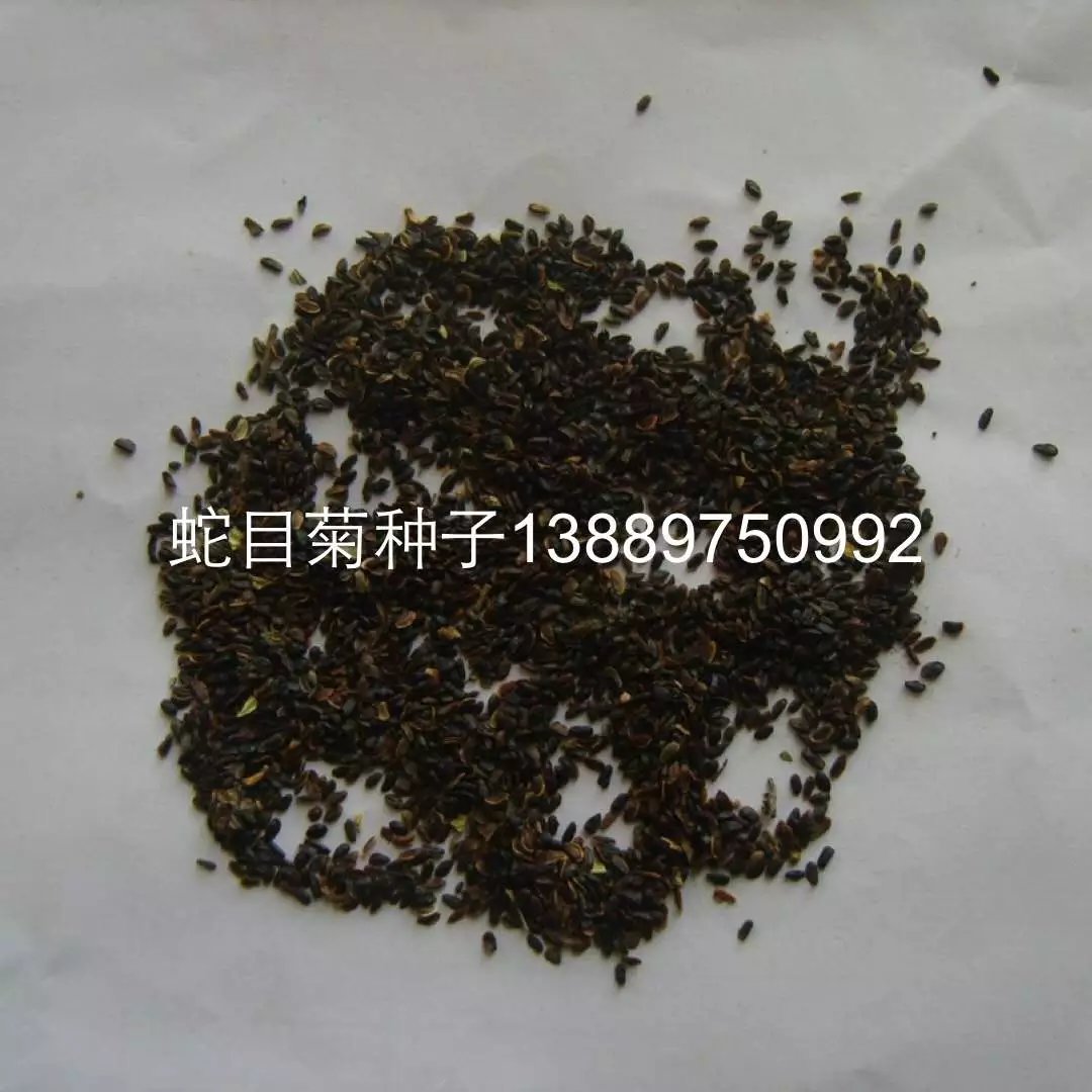 辽宁省蛇目菊种子育苗播种技术