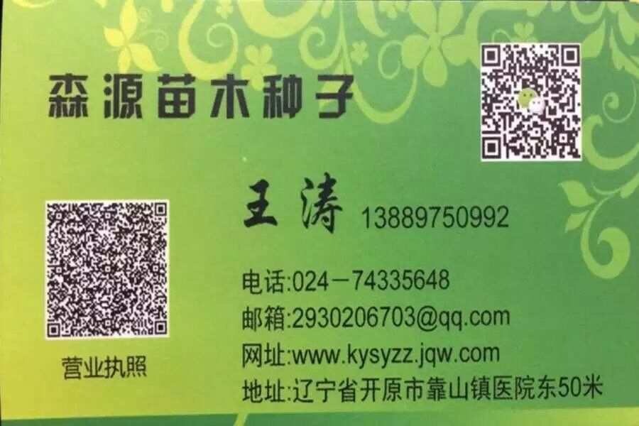 糖槭种子价格