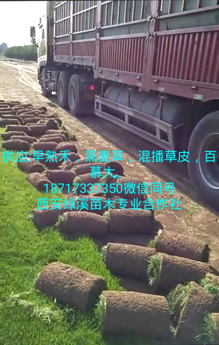 供应陕西草坪
