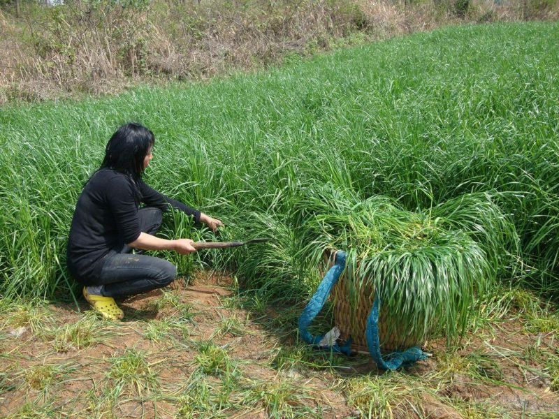 黑麦草种子正是播种季节/草坪种子/牧草种子