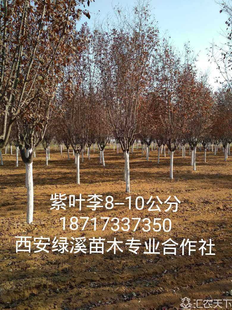 陕西紫叶李【红叶李】10公分