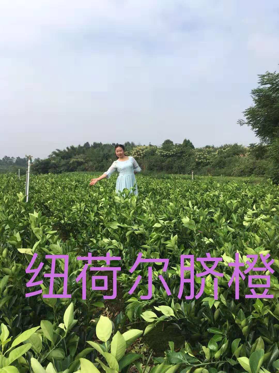 2018卡拉卡拉红肉脐橙血橙一年苗