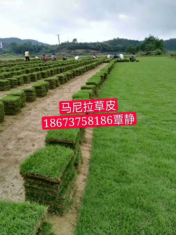 湖南草皮|马尼拉草图片及价格-湖南郴州草皮