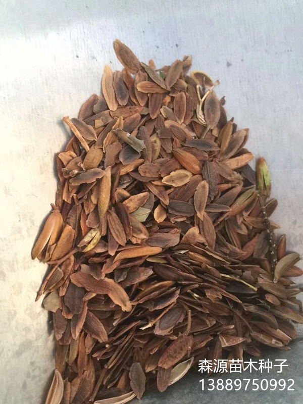辽宁省暴马丁香种子 东北暴马丁香种子
