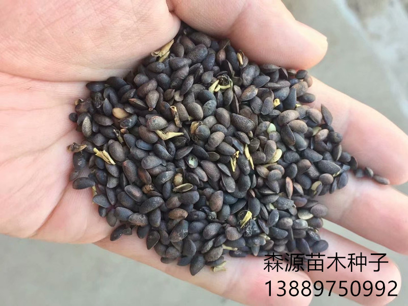 辽宁省黄菠萝种子多少钱一斤