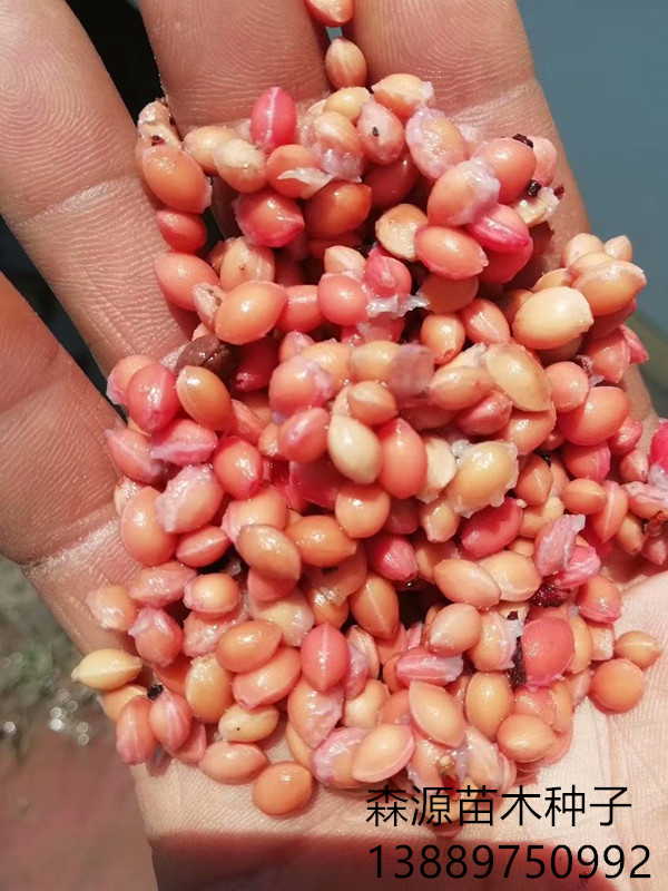 颗粒饱满 樱桃种子几月份播种好 批发 榆叶梅种子 发芽率85% 樱桃种子