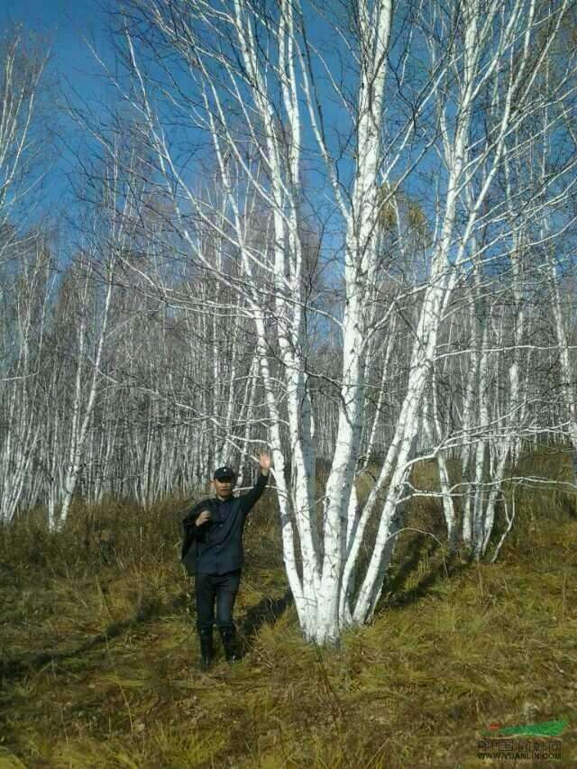 白桦种子都是今年新货