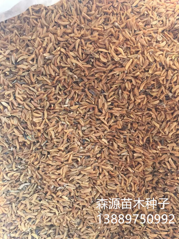 现在东北连翘种子价格