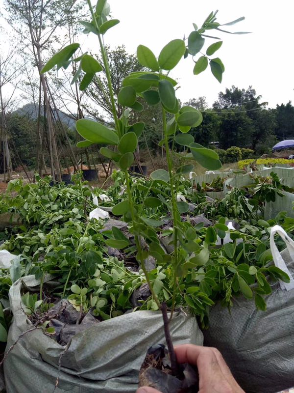 热销优质黄花双荚槐 多规格大量供应