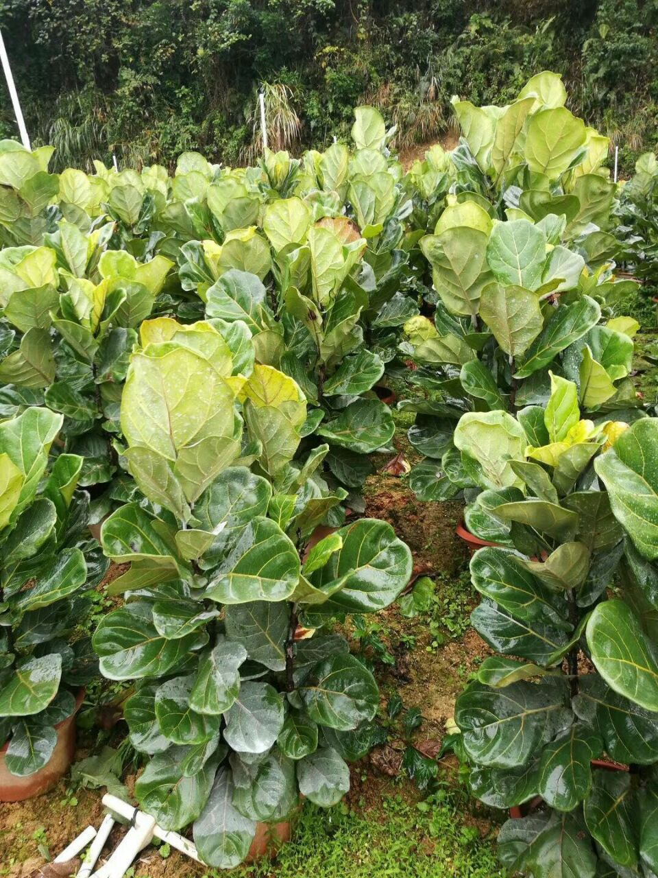大型盆栽四季常青观叶绿植琴叶榕特价供应