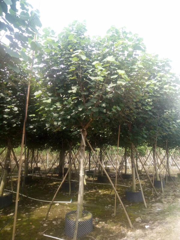 基地直销供应常绿乔木黄瑾 量大从优