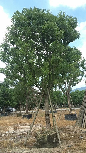 广东香樟基地供应大型风景树香樟规格齐全