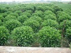 福建基地批发供应非洲茉莉球 规格齐全