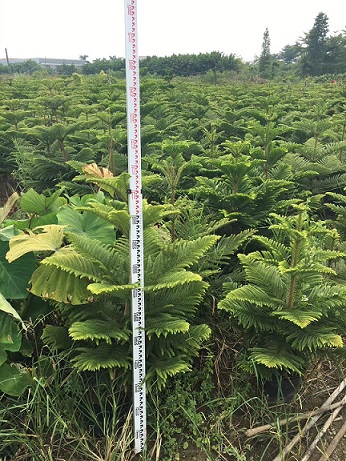 基地直销供应观叶绿植南洋杉 南洋杉价格