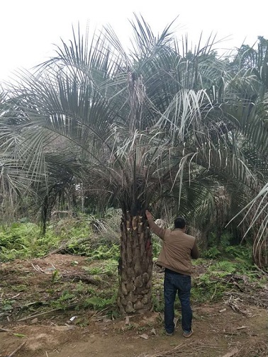 庭园植物大型树布迪椰子多规格大量供应