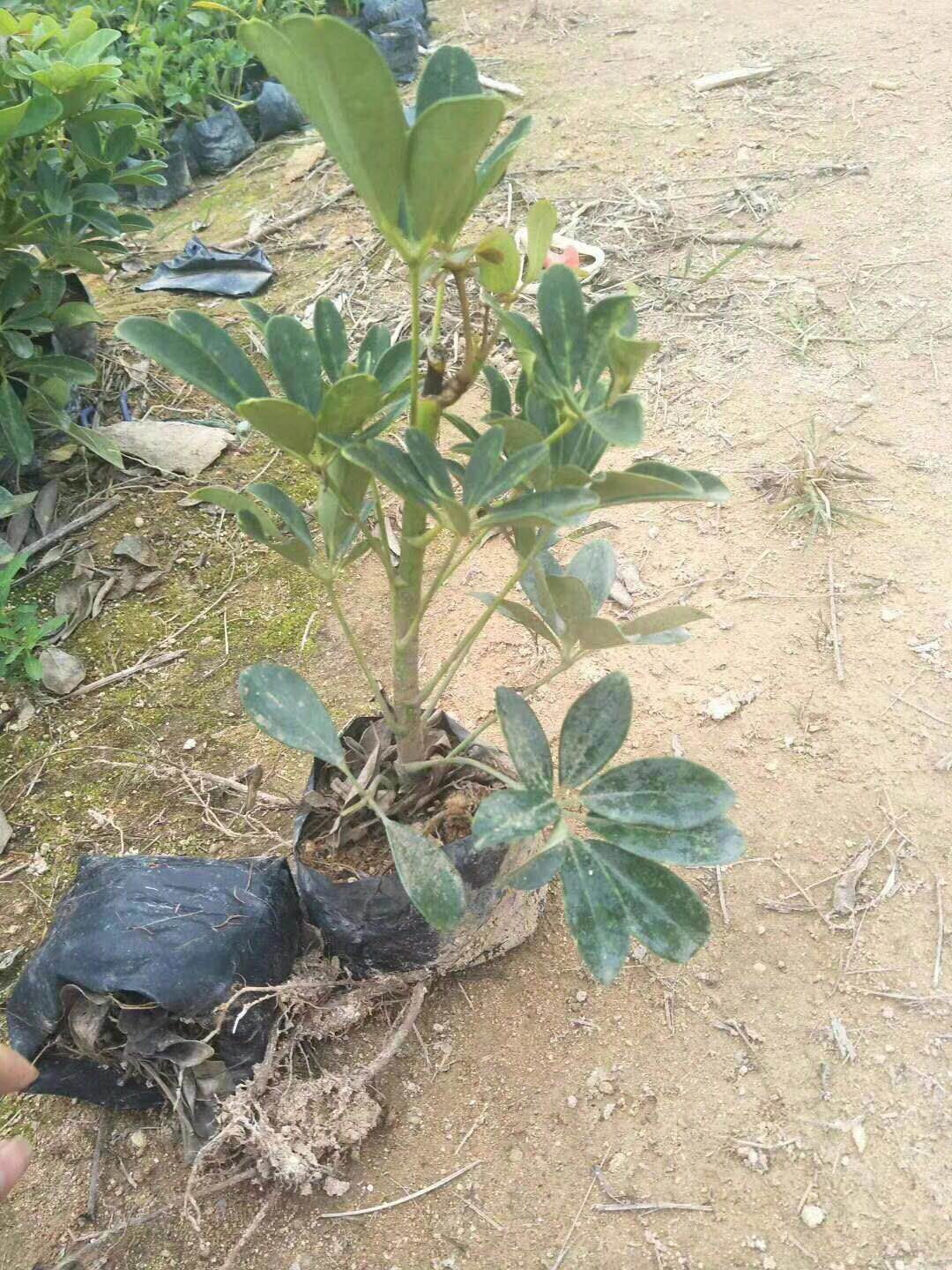漳州苗木种植基地大量供应盆栽地栽鸭脚木