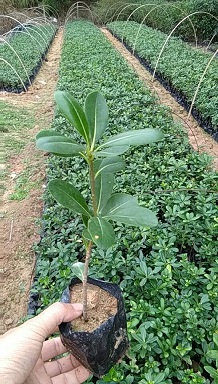 四季常青驱蚊绿植海桐常年大量供应量大从优