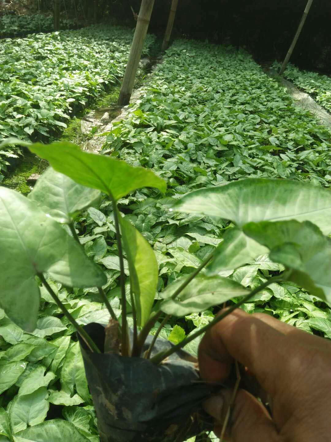 基地直销净化空气观叶植物合果芋规格齐全