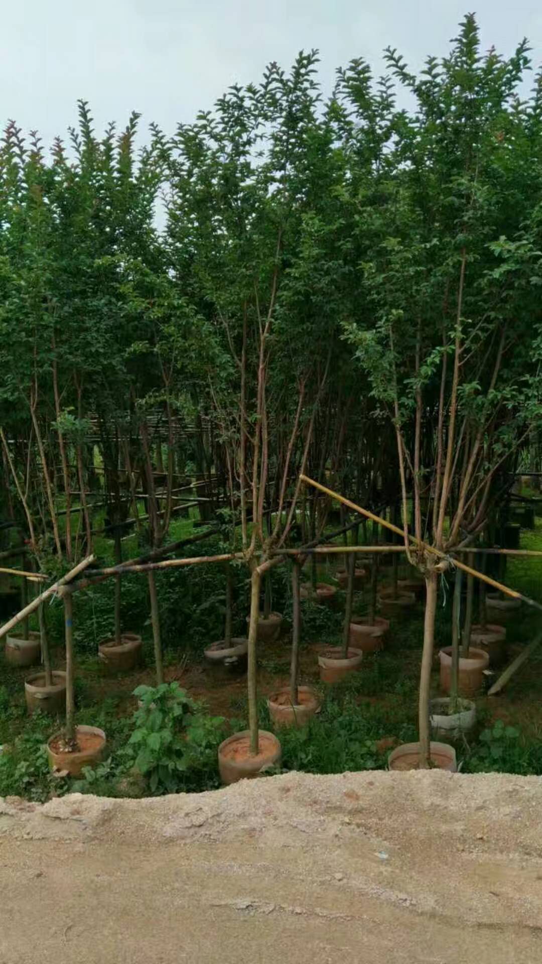 长期大量供应规格齐全小叶紫薇 质优价廉