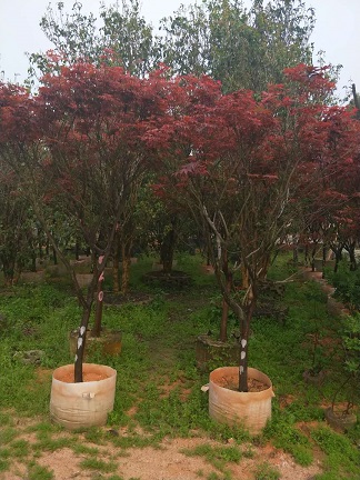 广西苗木基地批发供应绿化风景树红枫