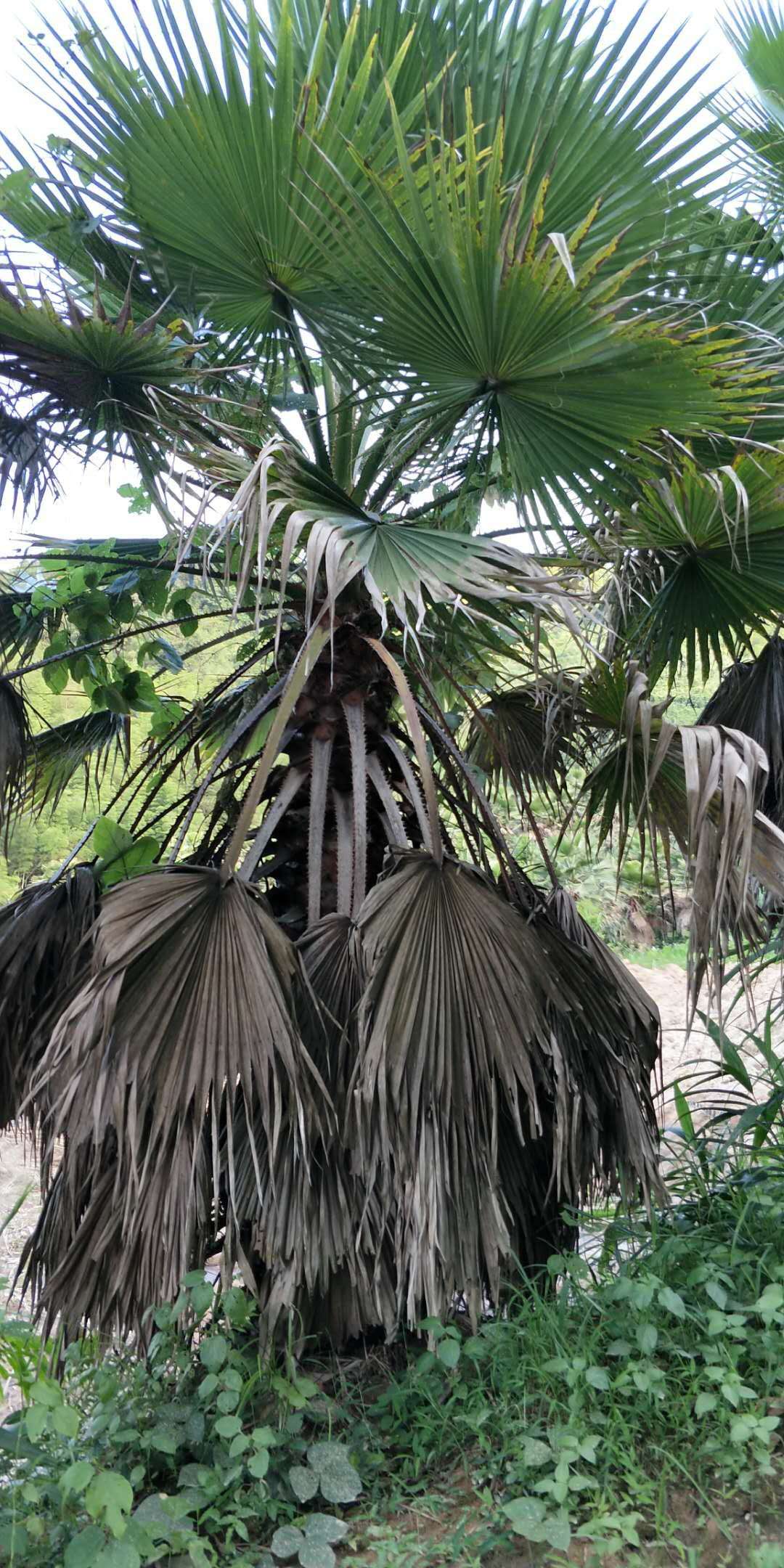 常年大量供应风景热带树老人葵规格齐全
