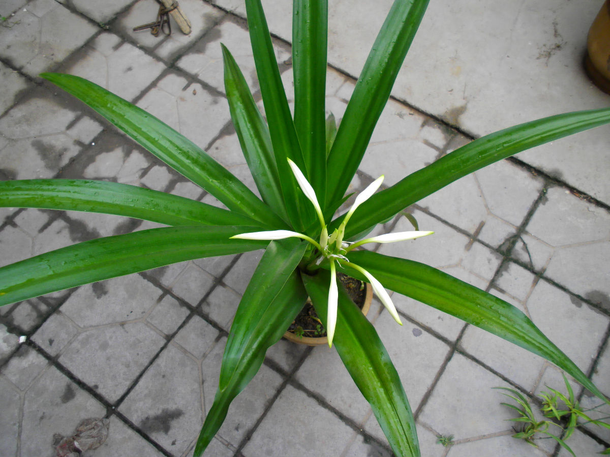 特价供应植物景观绿化工程苗文殊兰物美价廉