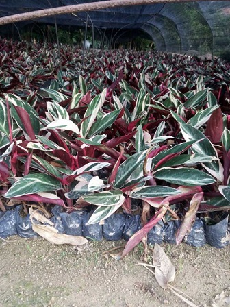园林绿化盆栽观叶植物七彩竹芋大量供应