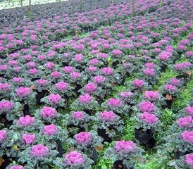 沐陽花木基地大量供應耐寒觀葉花卉羽衣甘藍